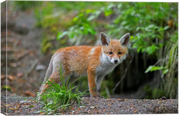 Young Red Fox at Burrow in Forest Canvas Print by Arterra 