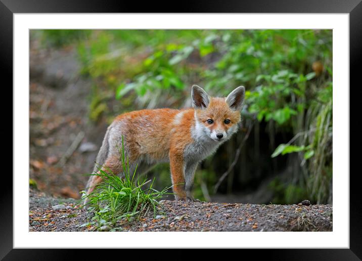 Young Red Fox at Burrow in Forest Framed Mounted Print by Arterra 