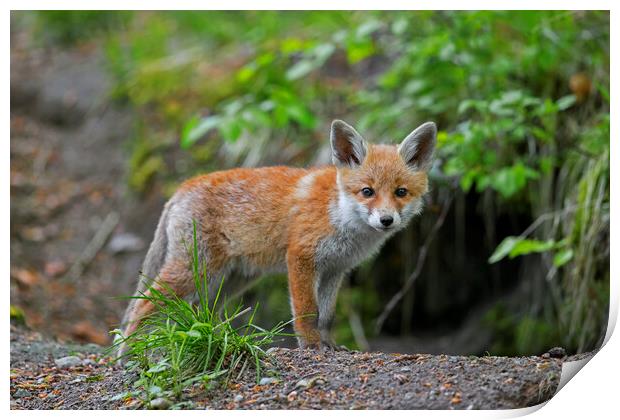 Young Red Fox at Burrow in Forest Print by Arterra 