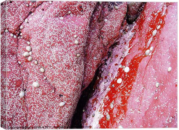 Red Rocks, Skomer Island Canvas Print by DEE- Diana Cosford
