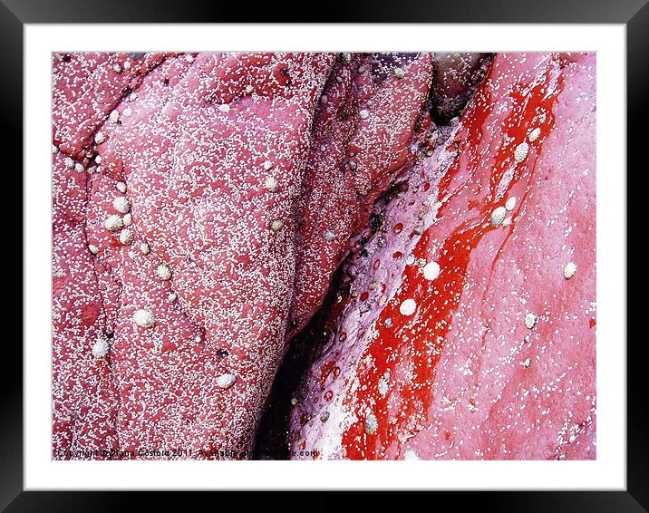 Red Rocks, Skomer Island Framed Mounted Print by DEE- Diana Cosford