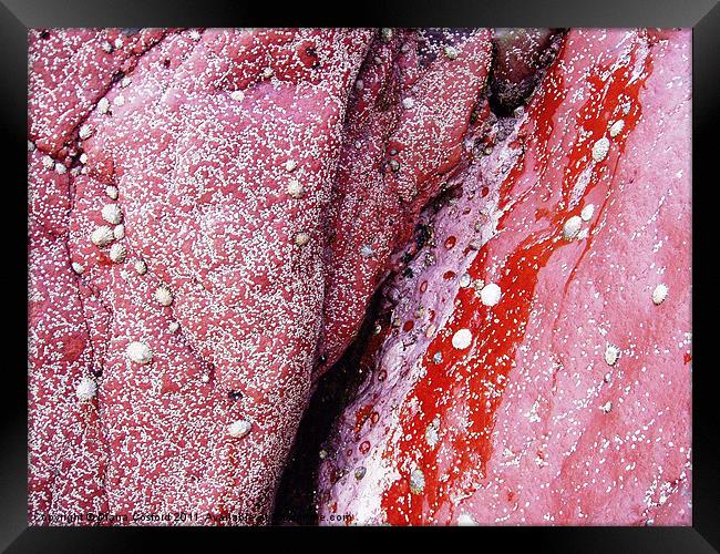 Red Rocks, Skomer Island Framed Print by DEE- Diana Cosford