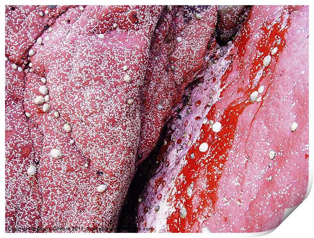 Red Rocks, Skomer Island Print by DEE- Diana Cosford