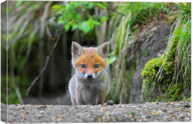 Curious Red Fox Kit at Den in Woodland Canvas Print by Arterra 