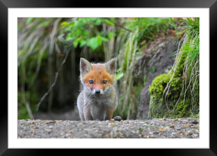 Curious Red Fox Kit at Den in Woodland Framed Mounted Print by Arterra 
