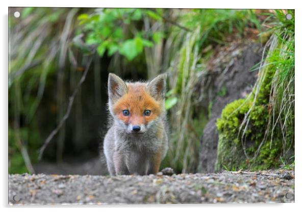 Curious Red Fox Kit at Den in Woodland Acrylic by Arterra 