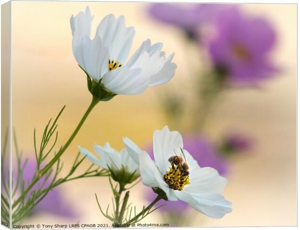 THE POLLINATOR Canvas Print by Tony Sharp LRPS CPAGB