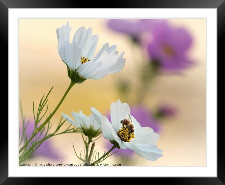 THE POLLINATOR Framed Mounted Print by Tony Sharp LRPS CPAGB