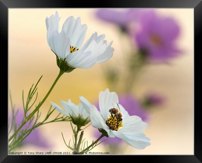 THE POLLINATOR Framed Print by Tony Sharp LRPS CPAGB