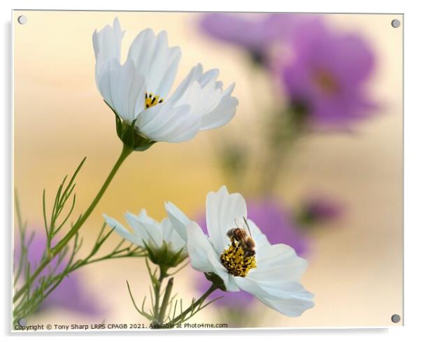 THE POLLINATOR Acrylic by Tony Sharp LRPS CPAGB