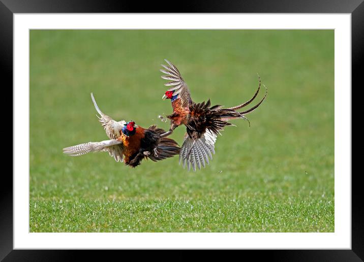 Fighting Pheasant Cocks in Field Framed Mounted Print by Arterra 