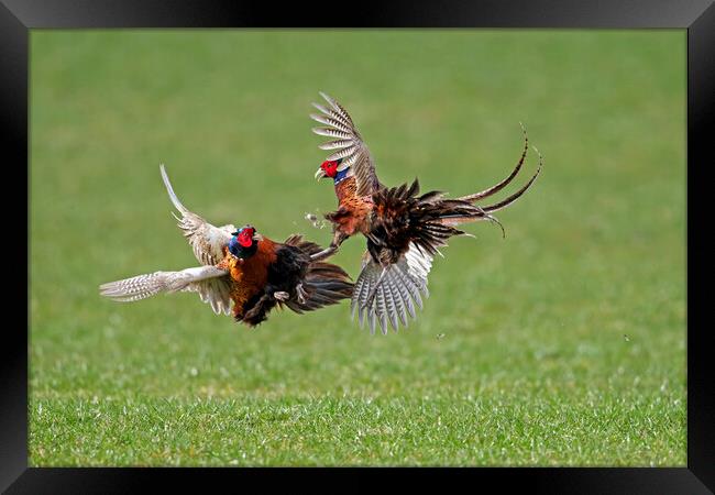 Fighting Pheasant Cocks in Field Framed Print by Arterra 