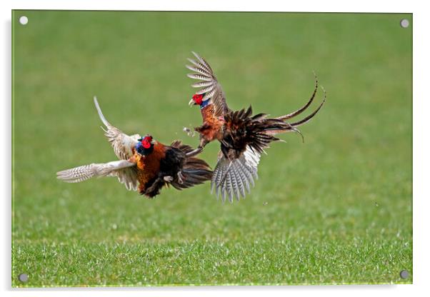 Fighting Pheasant Cocks in Field Acrylic by Arterra 