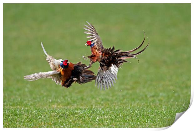 Fighting Pheasant Cocks in Field Print by Arterra 