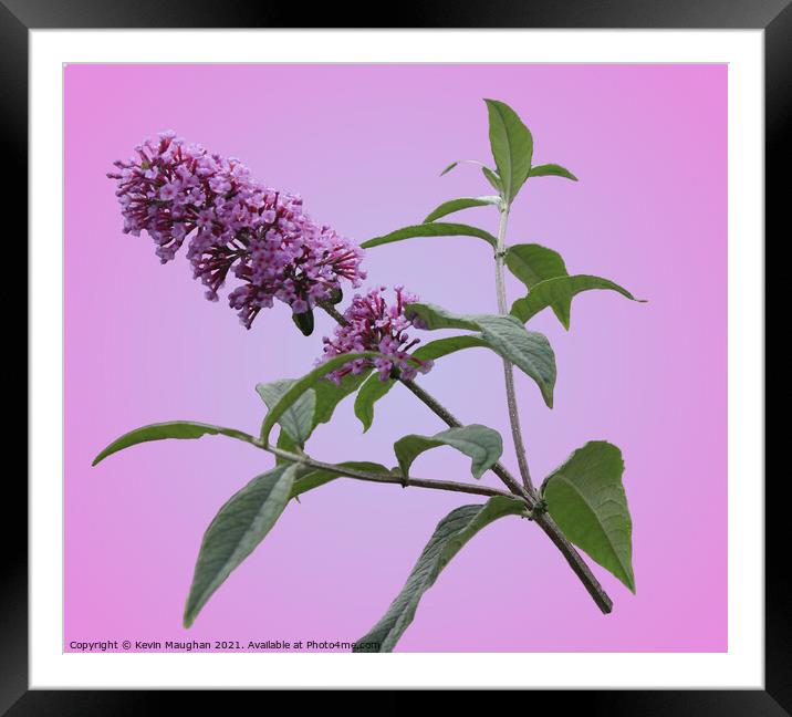 Majestic Summer Lilac Blossom Framed Mounted Print by Kevin Maughan