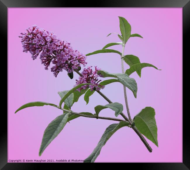 Majestic Summer Lilac Blossom Framed Print by Kevin Maughan