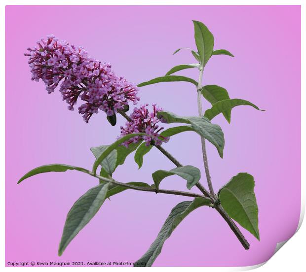 Majestic Summer Lilac Blossom Print by Kevin Maughan