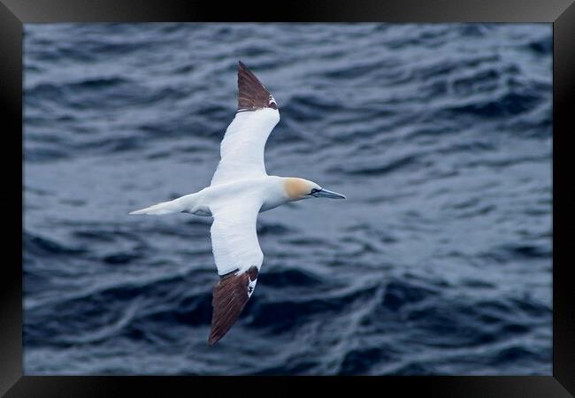 Northern Gannet (Morus bassanus) heading for Shetland Framed Print by Martyn Arnold