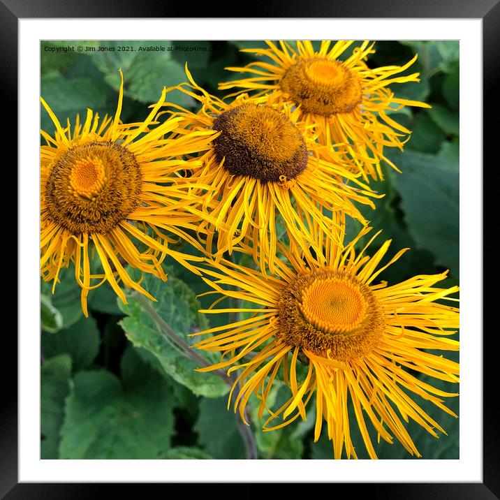 A full frame of Inula Sunflowers Framed Mounted Print by Jim Jones