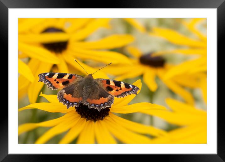 Small Tortoiseshell Butterfly Framed Mounted Print by Jonathan Thirkell