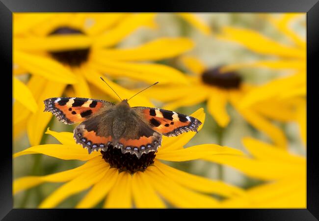 Small Tortoiseshell Butterfly Framed Print by Jonathan Thirkell