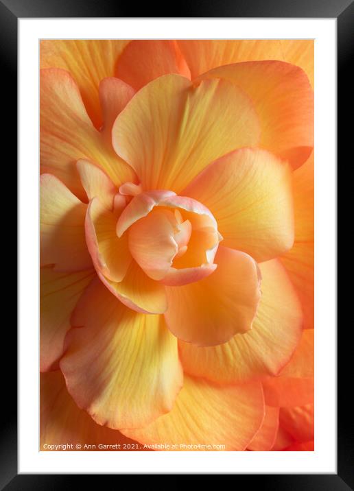 Beautiful Begonia Framed Mounted Print by Ann Garrett