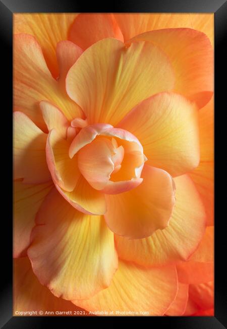 Beautiful Begonia Framed Print by Ann Garrett