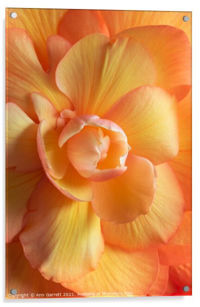 Beautiful Begonia Acrylic by Ann Garrett