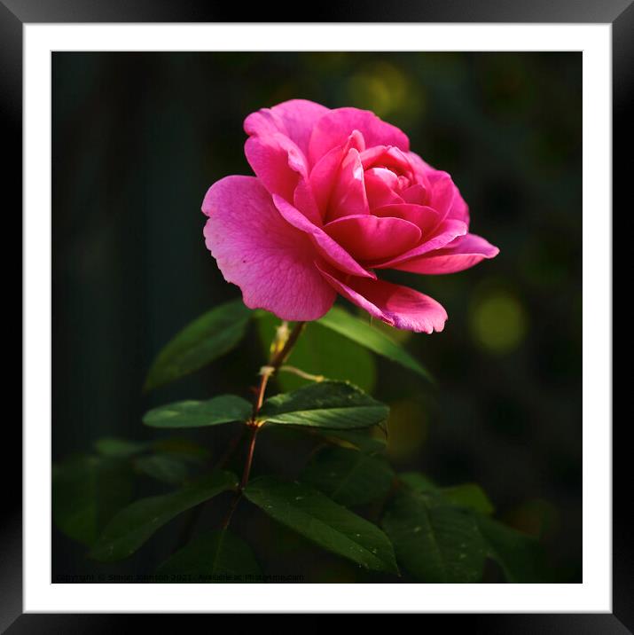 Pink Rose Framed Mounted Print by Simon Johnson