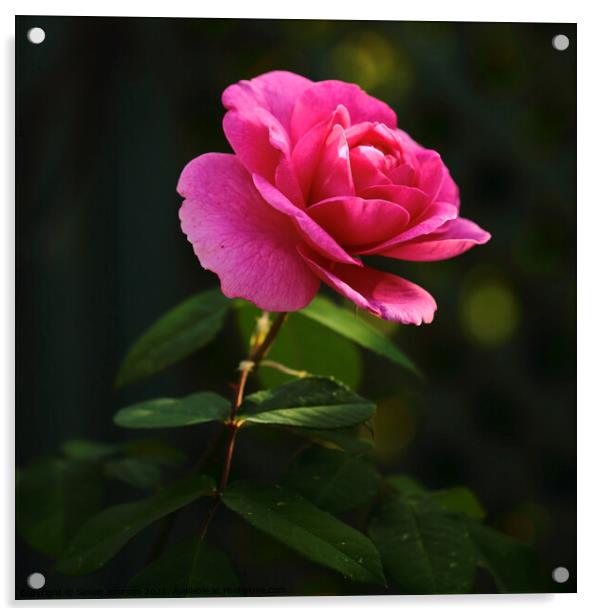 Pink Rose Acrylic by Simon Johnson