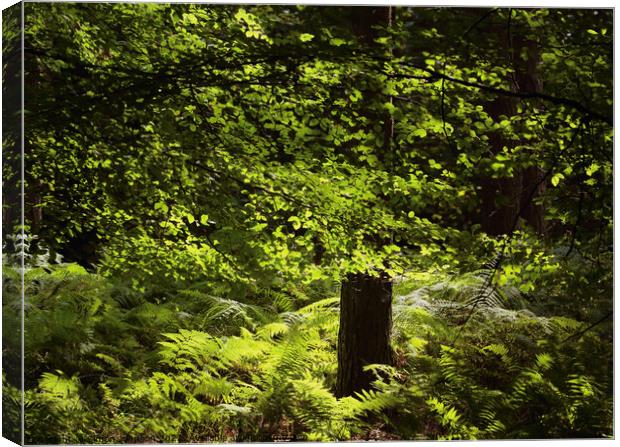 Sunlit Beech woodland Canvas Print by Simon Johnson