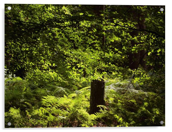 Sunlit Beech woodland Acrylic by Simon Johnson