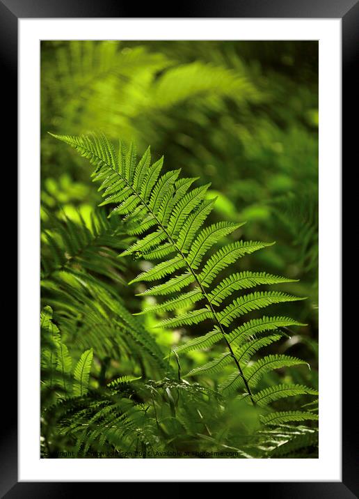 luminous fern Framed Mounted Print by Simon Johnson