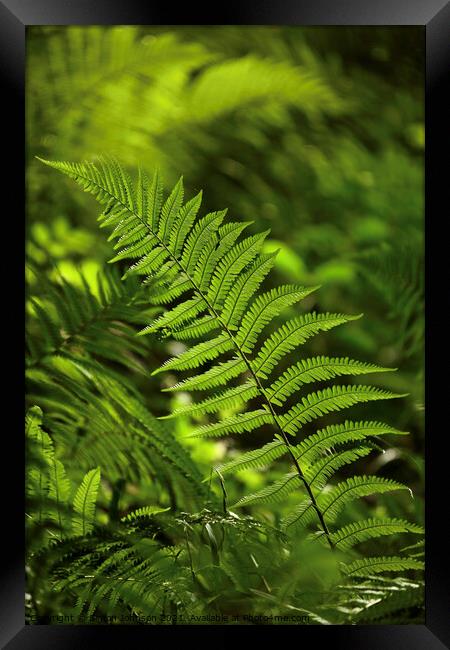 luminous fern Framed Print by Simon Johnson