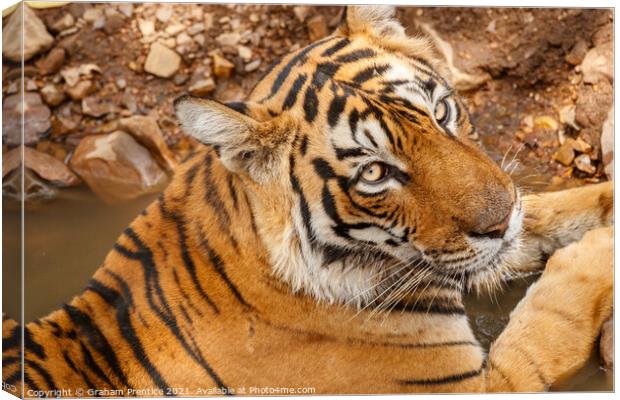 Bengal Tiger - India Canvas Print by Graham Prentice
