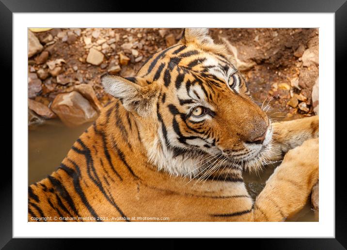 Bengal Tiger - India Framed Mounted Print by Graham Prentice