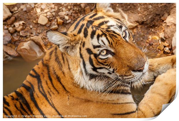 Bengal Tiger - India Print by Graham Prentice