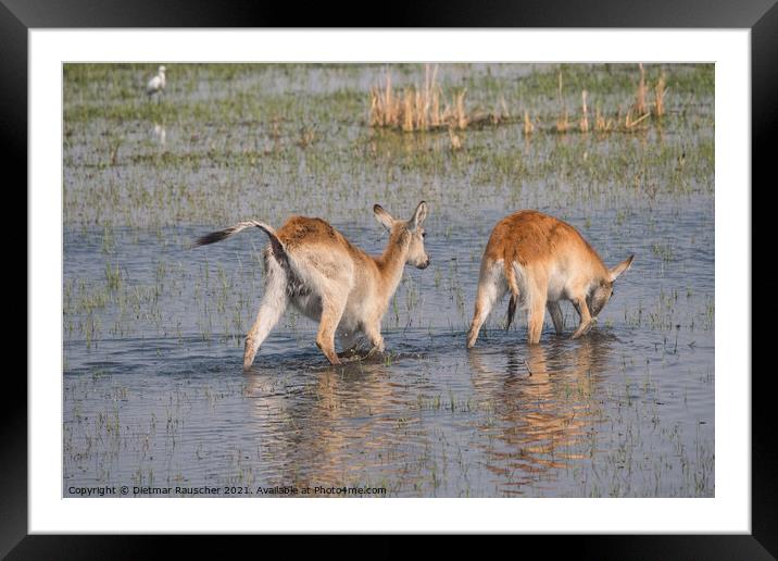 Two Red Lechwe Antelopes in the Okavango Delta Framed Mounted Print by Dietmar Rauscher