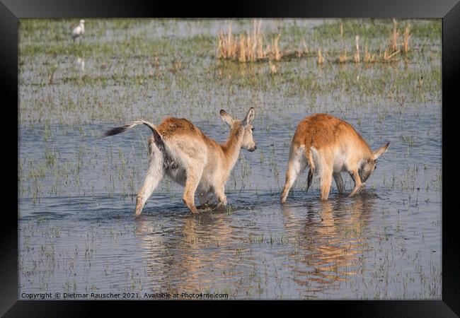 Two Red Lechwe Antelopes in the Okavango Delta Framed Print by Dietmar Rauscher