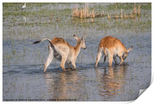 Two Red Lechwe Antelopes in the Okavango Delta Print by Dietmar Rauscher