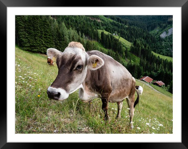 Tyrolean Grey Cattle on a Seasonal Mountain Pasture Framed Mounted Print by Dietmar Rauscher