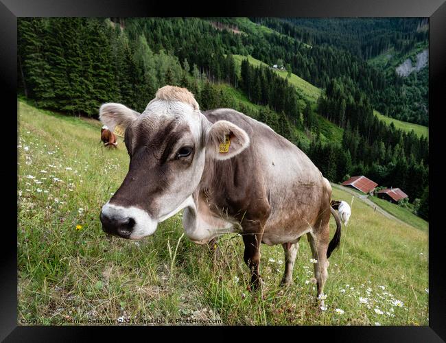 Tyrolean Grey Cattle on a Seasonal Mountain Pasture Framed Print by Dietmar Rauscher