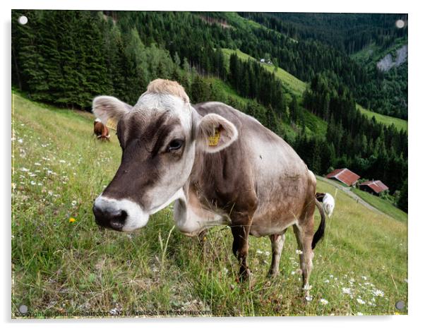 Tyrolean Grey Cattle on a Seasonal Mountain Pasture Acrylic by Dietmar Rauscher