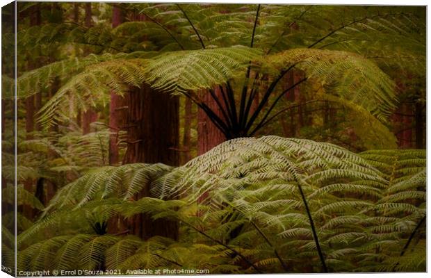 Lush fern fronds in the redwood rainforest in Rotorua New Zealand. Canvas Print by Errol D'Souza