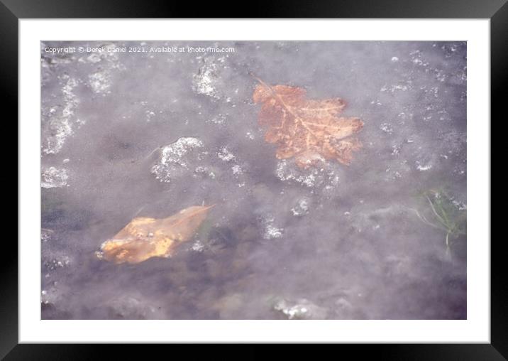 Frozen Leaves Framed Mounted Print by Derek Daniel