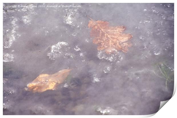 Frozen Leaves Print by Derek Daniel