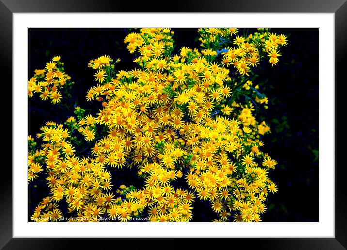 Ragwort flowers in close up. Framed Mounted Print by john hill
