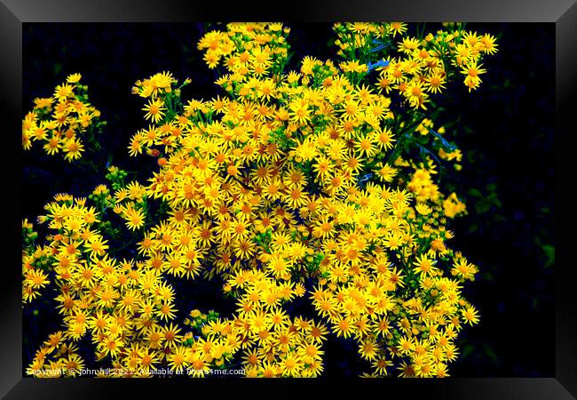 Ragwort flowers in close up. Framed Print by john hill
