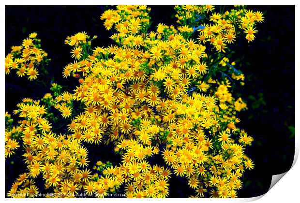 Ragwort flowers in close up. Print by john hill