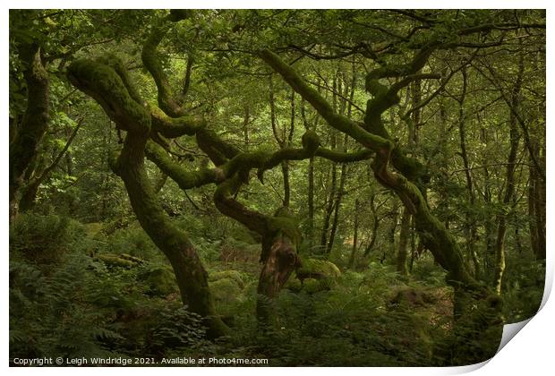 Living Trees Print by Leigh Windridge